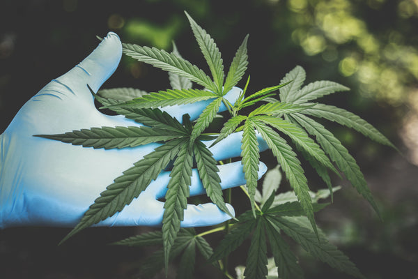 CBD and THC : Differences, Similarities, and how we can benefit from cannabinoids